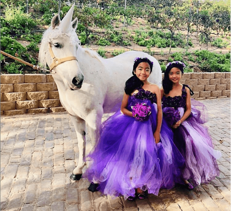 Pony/Unicorn Rides - 4 hours