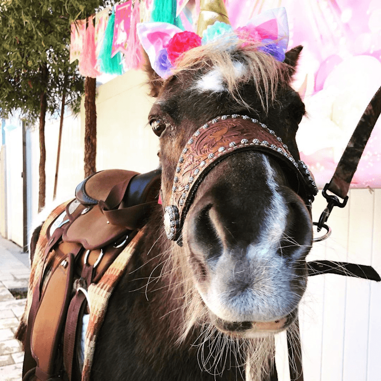 Pony / Unicorn Rides - 1 hour