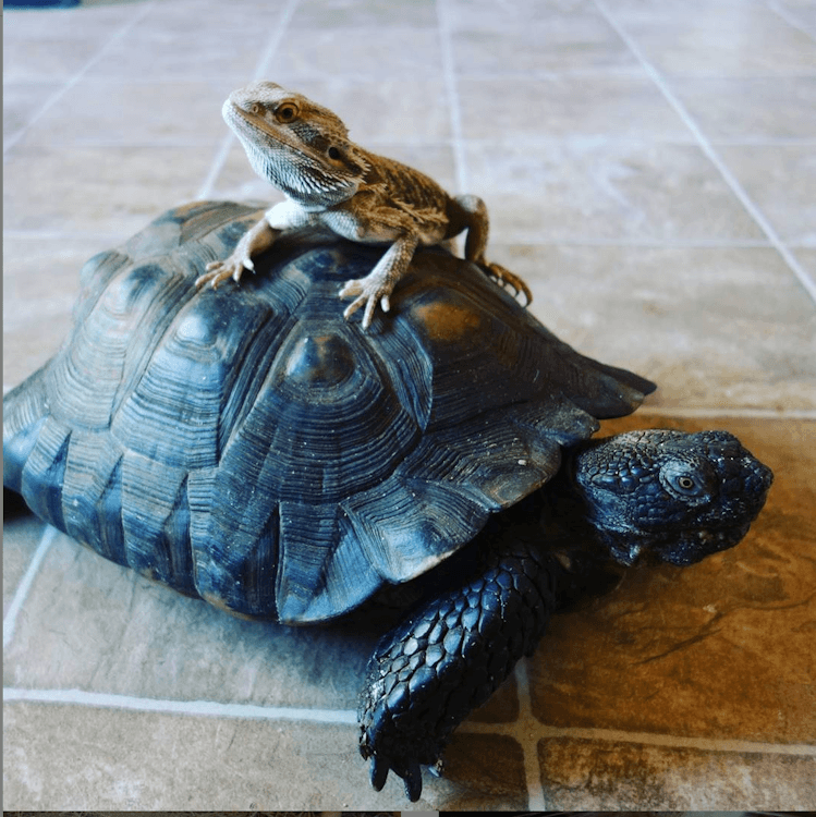 Reptile Wrangler Show- Four Hour