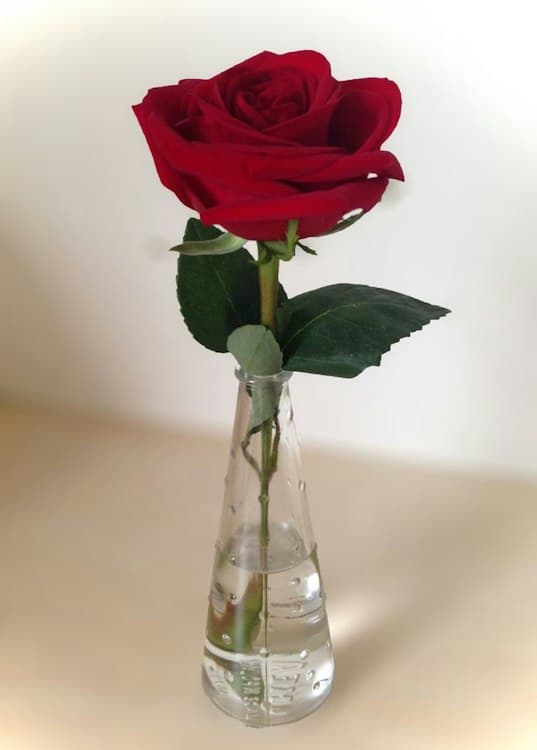 Red Roses Single Stem