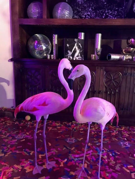 3 Flamingos