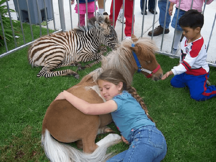 ZEBRA petting zoo