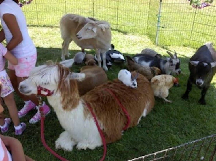 Small Petting Zoo with Ponies